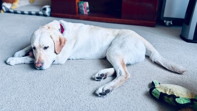A yellow Labrador retriever lying on a carpet, still damp from the rain, resting with his eyes half-closed.