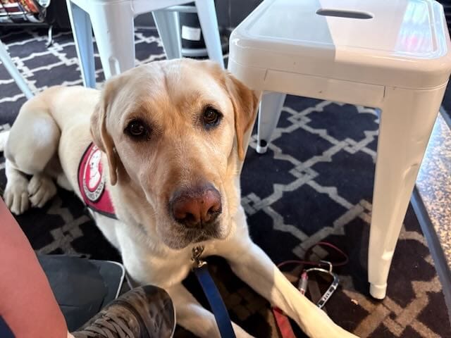 A yellow Labrador retriever wearing a service vest, lying under a white table at a coffee shop, looking up with calm eyes.