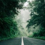 empty asphalt road between trees