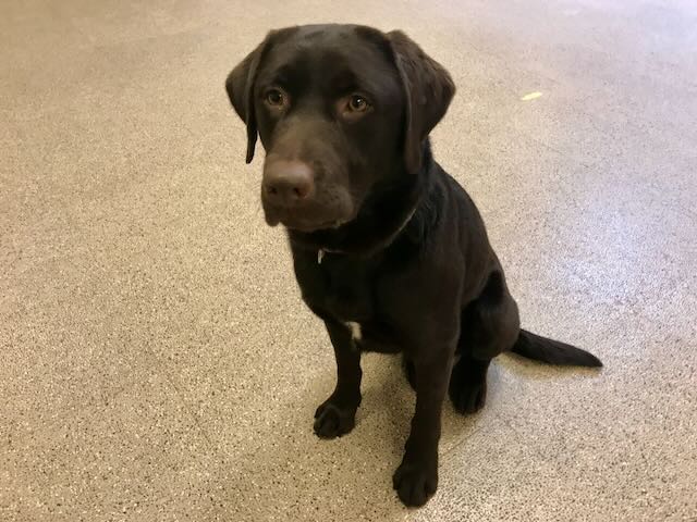 Chocolate Lab siting on a tan floor.