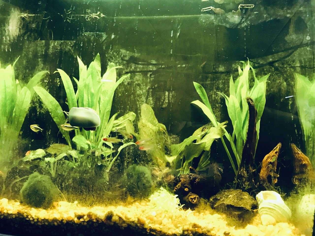 A planted aquarium with several small fish swimming through tall green leaves. The fish have bright red faces and black-and-white striped tails. Driftwood and a cluster of pale green moss sit on light-colored gravel below.