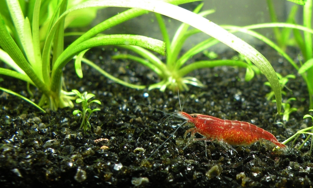 Shrimp alone aquarium tank